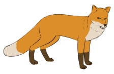 How to Draw a Fox | Easy Drawing Art